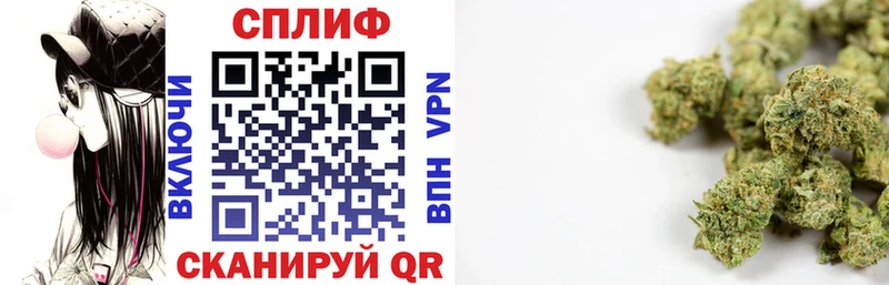Каннабис сатива  Киселёвск 